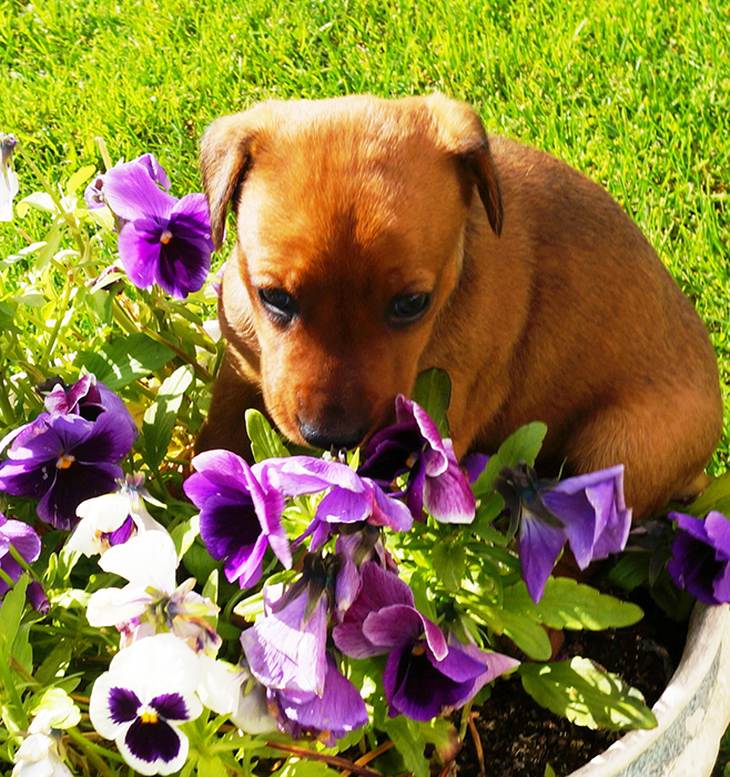 Pinscher * Xélanc Ehioze Enchante 5 veckor